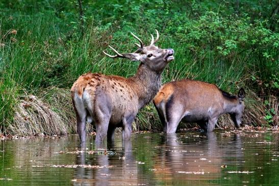 Rothirsch Wildpark Alte Fasanerie Klein Auheim 2017