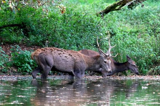 Rothirsch Wildpark Alte Fasanerie Klein Auheim 2017