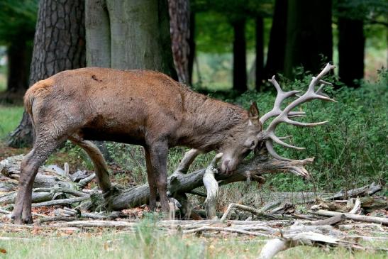 Rothirsch Brunft Wildpark Alte Fasanerie Klein Auheim 2017