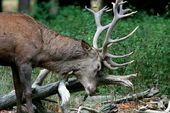 Rothirsch Brunft Wildpark Alte Fasanerie Klein Auheim 2017