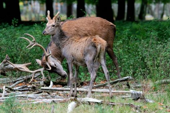 Rothirsch Brunft Wildpark Alte Fasanerie Klein Auheim 2017