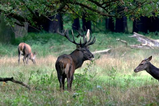 Rothirsch Brunft Wildpark Alte Fasanerie Klein Auheim 2017