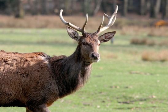 Rothirsch Brunft Wildpark Alte Fasanerie Klein Auheim 2017