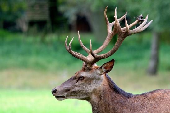 Rothirsch Brunft Wildpark Alte Fasanerie Klein Auheim 2017