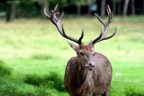 Rothirsch Brunft Wildpark Alte Fasanerie Klein Auheim 2017