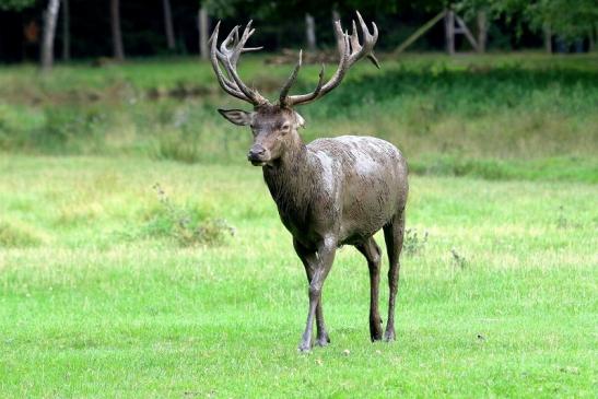 Rothirsch Brunft Wildpark Alte Fasanerie Klein Auheim 2017