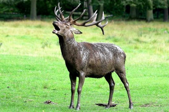 Rothirsch Brunft Wildpark Alte Fasanerie Klein Auheim 2017