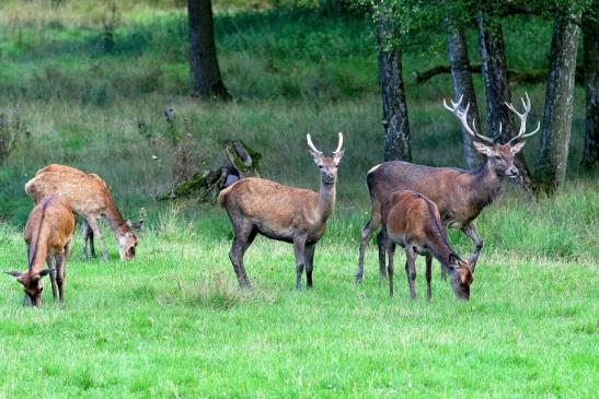 Rothirsch Brunft Wildpark Alte Fasanerie Klein Auheim 2017