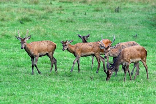 Rothirsch Brunft Wildpark Alte Fasanerie Klein Auheim 2017