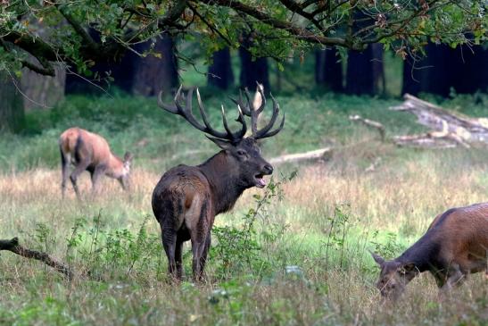 Rothirsch Brunft Wildpark Alte Fasanerie Klein Auheim 2017