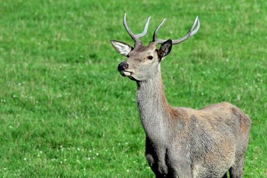 Rothirsch Wildpark Alte Fasanerie Klein Auheim 2017