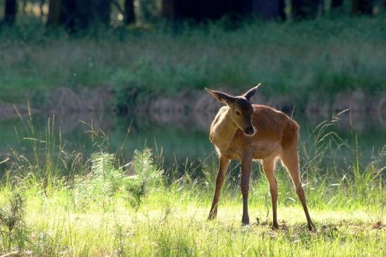 Rothirsch Wildpark Alte Fasanerie Klein Auheim 2017