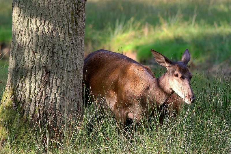 Rothirsch Wildpark Alte Fasanerie Klein Auheim 2017