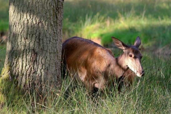 Rothirsch Wildpark Alte Fasanerie Klein Auheim 2017