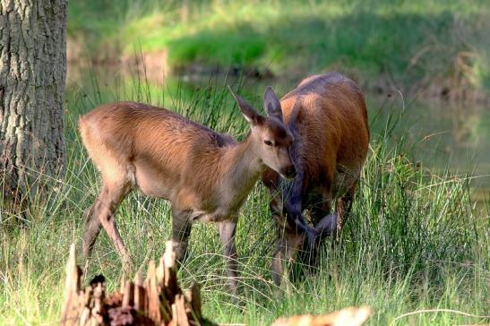 Rothirsch Wildpark Alte Fasanerie Klein Auheim 2017