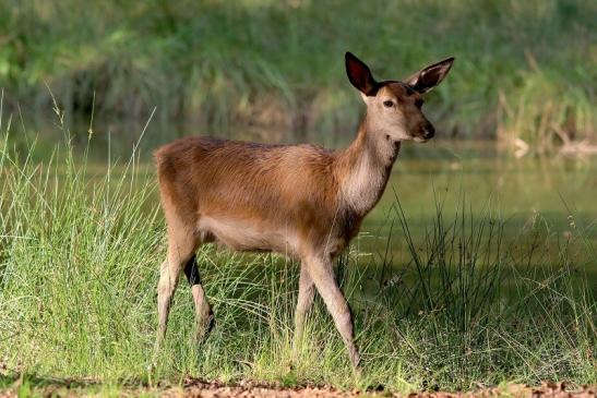 Rothirsch Wildpark Alte Fasanerie Klein Auheim 2017