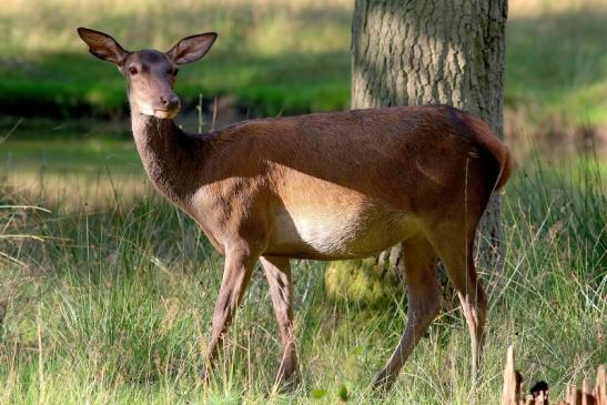 Rothirsch Wildpark Alte Fasanerie Klein Auheim 2017