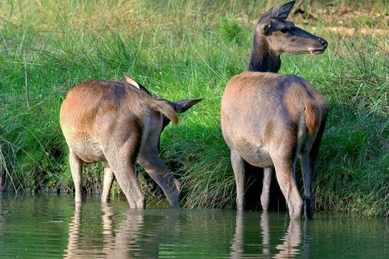 Rothirsch Wildpark Alte Fasanerie Klein Auheim 2017