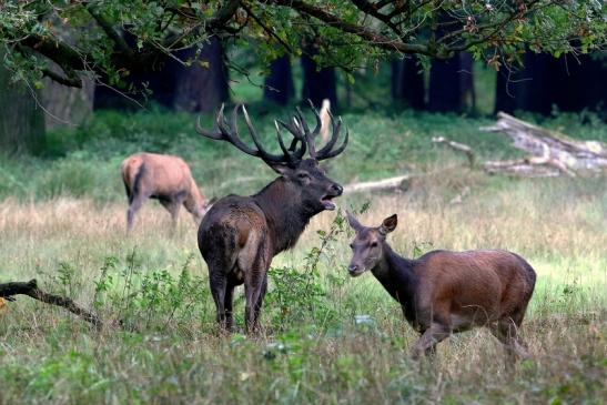 Rothirsch Wildpark Brunft Alte Fasanerie Klein Auheim 2017