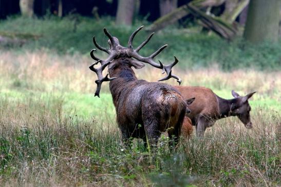 Rothirsch Wildpark Brunft Alte Fasanerie Klein Auheim 2017