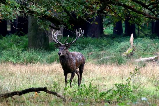 Rothirsch Brunft Wildpark Alte Fasanerie Klein Auheim 2017