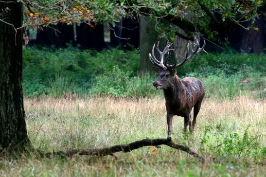 Rothirsch Brunft Wildpark Alte Fasanerie Klein Auheim 2017