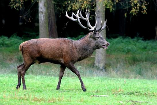 Rothirsch Brunft Wildpark Alte Fasanerie Klein Auheim 2017