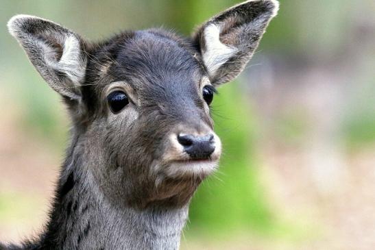 Rothirsch Kalb Wildpark Alte Fasanerie Klein Auheim 2018