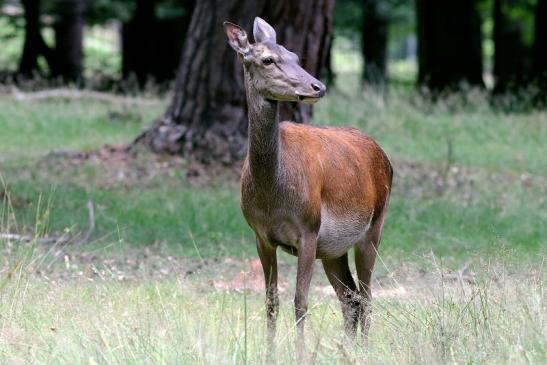 Rothirsch Wildpark Alte Fasanerie Klein Auheim 2018