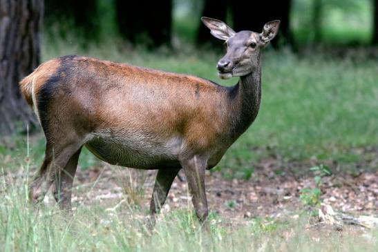 Rothirsch Wildpark Alte Fasanerie Klein Auheim 2018