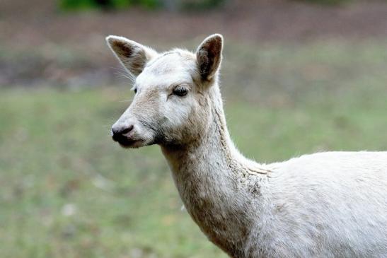 Rothirsch weiße Variante Wildpark Alte Fasanerie Klein Auheim 2018