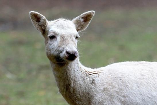 Rothirsch weiße Variante  Wildpark Alte Fasanerie Klein Auheim 2018