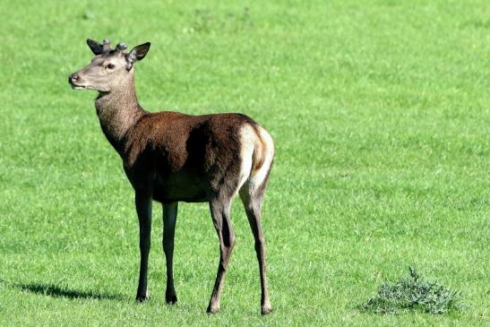 Rothirsch im Bast Wildpark Alte Fasanerie Klein Auheim 2018