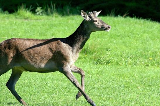 Rothirsch im Bast Wildpark Alte Fasanerie Klein Auheim 2018