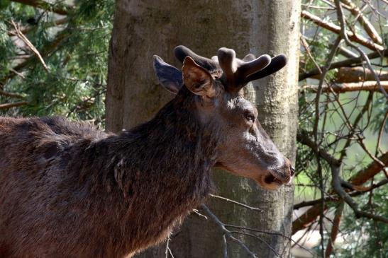 Rothirsch im Bast - Wildpark Alte Fasanerie Klein Auheim 2019