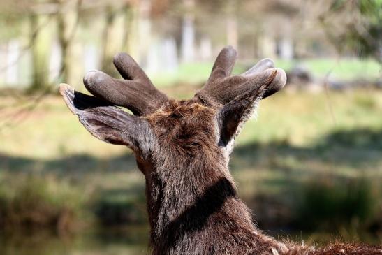 Rothirsch im Bast - Wildpark Alte Fasanerie Klein Auheim 2019