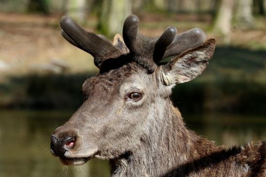 Rothirsch im Bast - Wildpark Alte Fasanerie Klein Auheim 2019