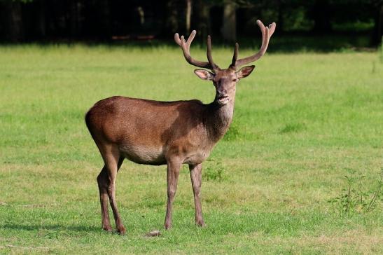 Rothirsch im Bast Wildpark Alte Fasanerie Klein Auheim 2019