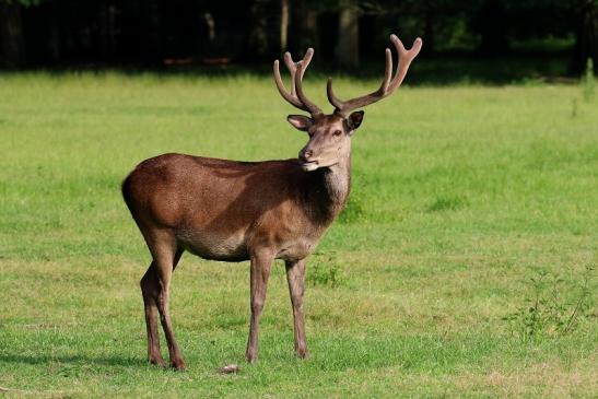 Rothirsch im Bast Wildpark Alte Fasanerie Klein Auheim 2019