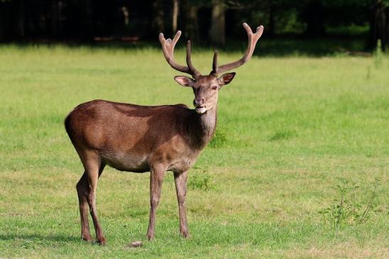 Rothirsch im Bast Wildpark Alte Fasanerie Klein Auheim 2019