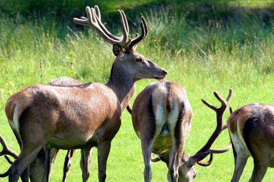 Rothirsch im Bast Wildpark Alte Fasanerie Klein Auheim 2019