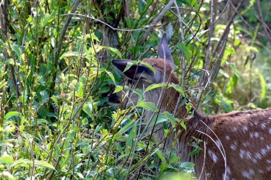 Rothirsch Jungtier Wildpark Alte Fasanerie Klein Auheim 2019