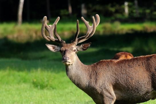 Rothirsch im Bast Wildpark Alte Fasanerie Klein Auheim 2019