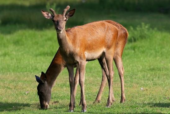 Rothirsch im Bast Wildpark Alte Fasanerie Klein Auheim 2019