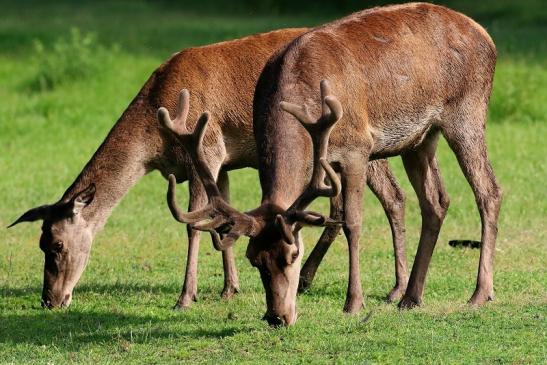 Rothirsch im Bast Wildpark Alte Fasanerie Klein Auheim 2019