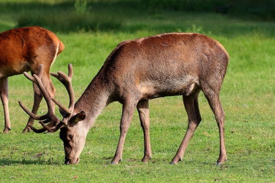 Rothirsch im Bast Wildpark Alte Fasanerie Klein Auheim 2019