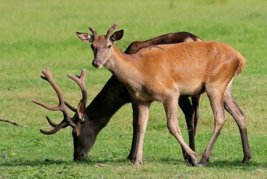 Rothirsch im Bast Wildpark Alte Fasanerie Klein Auheim 2019