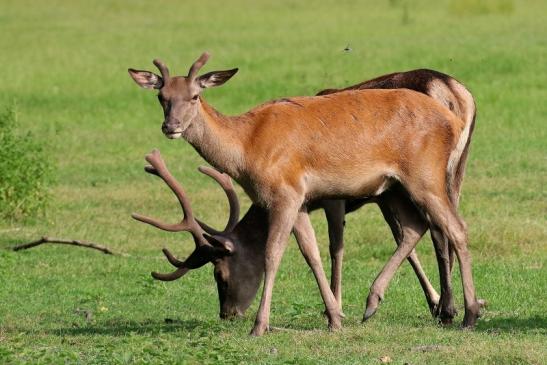 Rothirsch im Bast Wildpark Alte Fasanerie Klein Auheim 2019