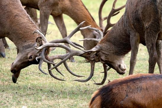 Rothirsch - Probekrachen - Wildpark Alte Fasanerie Klein Auheim 2020