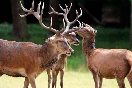 Rothirsch Wildpark Alte Fasanerie Klein Auheim 2020